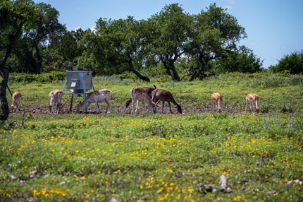 Farm and Ranch for sale in Real County, Texas