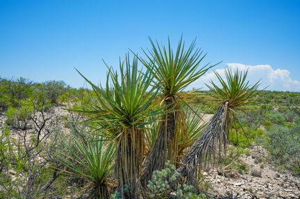 Recreational Property in Terrell County, Texas