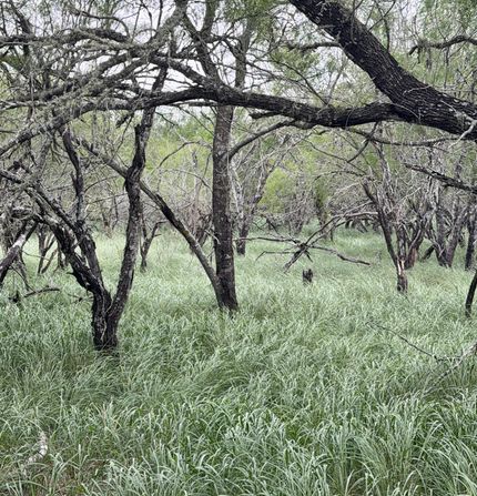 Farm and Ranch for sale in Kleberg County, Texas