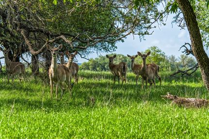 Land for sale in Mills County, Texas