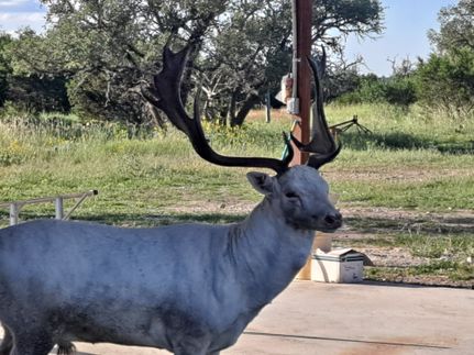 Farm and Ranch for sale in Edwards County, Texas