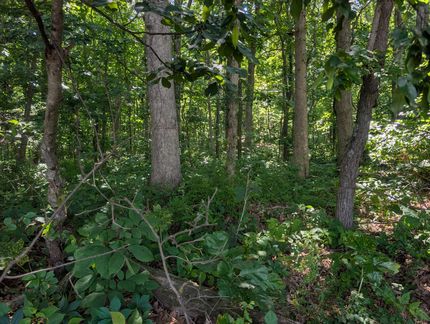 Timberland Property for sale in Fayette County, Illinois