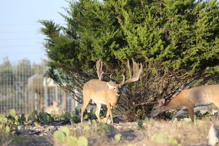 Land for sale in Sutton County, Texas