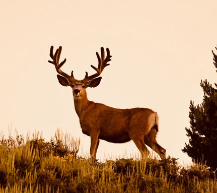 Hunting Property for sale in Kane County, Utah