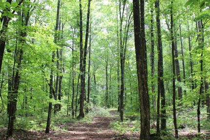 Land for sale in Clay County, Alabama