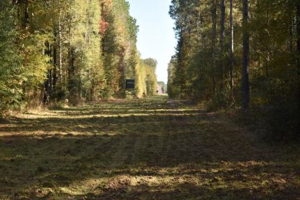 Timberland Property for sale in East Feliciana Parish, Louisiana