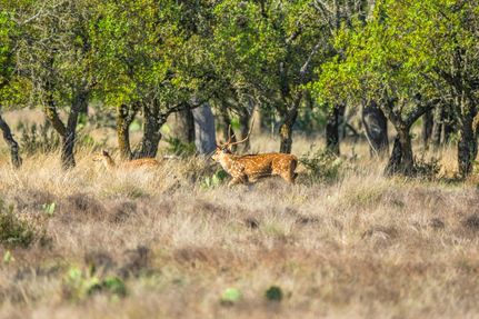 Recreational Property for sale in Sutton County, Texas