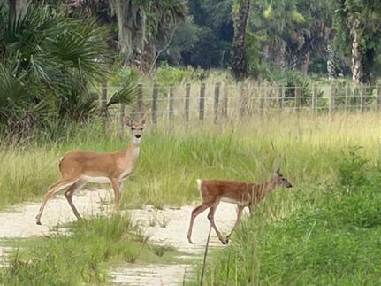 Land for sale in Hendry County, Florida