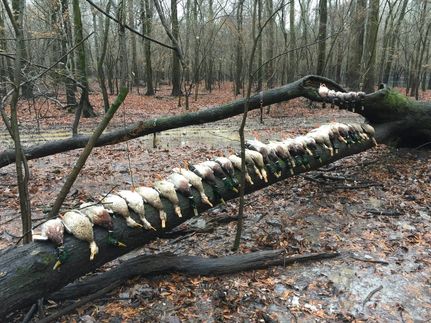 Timberland Property in Monroe County, Arkansas