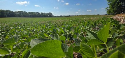 Land for sale in Daviess County, Indiana