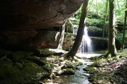 Undeveloped Land for sale in Winston County, Alabama