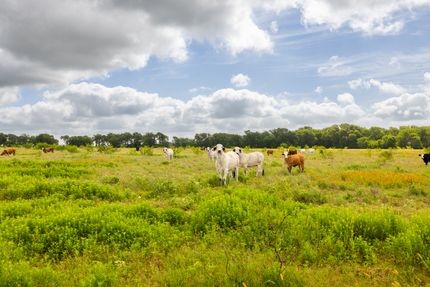 Farm and Ranch for sale in Navarro County, Texas