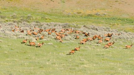 Farm and Ranch for sale in Routt County, Colorado