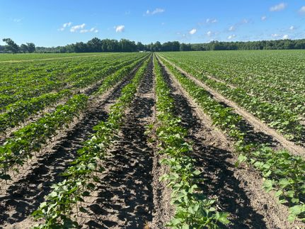 tobacco farms for sale in north carolina Farming 330 Tobacco Farm Way, Chapel