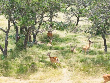 Land for sale in Kerr County, Texas