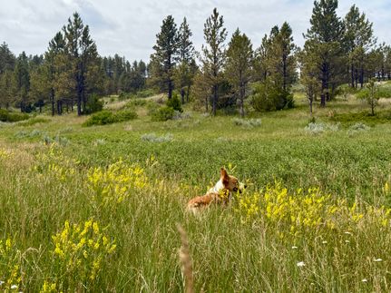 Recreational Property for sale in Custer County, Montana