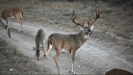 Recreational Property for sale in Live Oak County, Texas