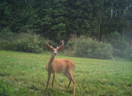 Timberland Property for sale in Saint Joseph County, Michigan