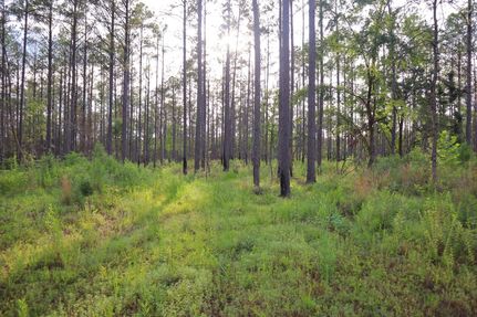 Land for sale in Calhoun County, Mississippi
