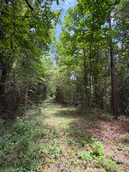 Timberland Property for sale in Wilcox County, Alabama