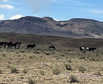 Undeveloped Land for sale in Costilla County, Colorado