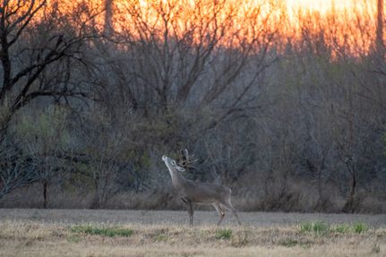 Farm and Ranch for sale in Starr County, Texas