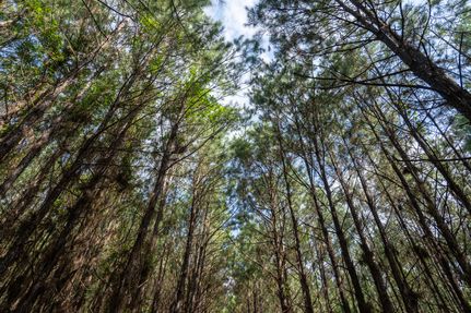 Undeveloped Land for sale in San Augustine County, Texas