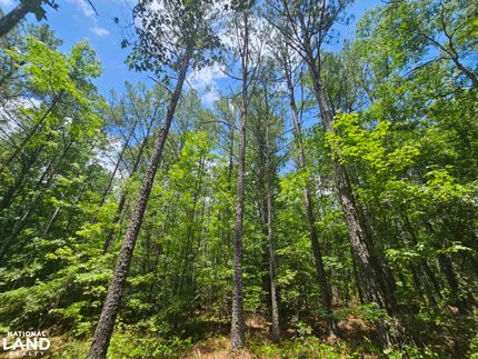 Land for sale in Lamar County, Alabama