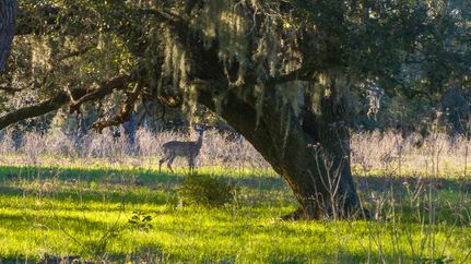 Farm and Ranch for sale in Colorado County, Texas