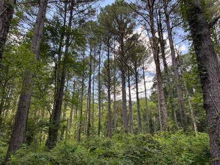 Land for sale in Leake County, Mississippi