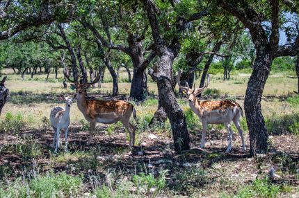 Farm and Ranch for sale in Kerr County, Texas