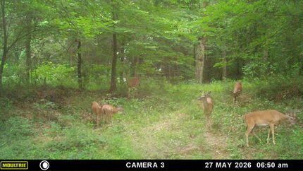 Timberland Property for sale in Atoka County, Oklahoma