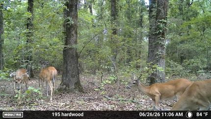 Farm and Ranch for sale in Bowie County, Texas