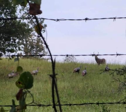 Timberland Property for sale in Oregon County, Missouri