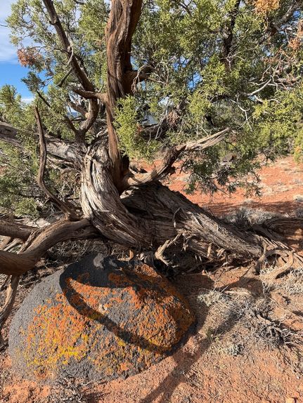 Timberland Property for sale in Wayne County, Utah