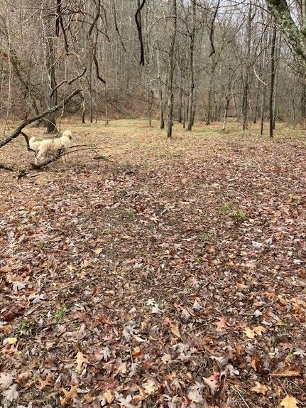 Timberland Property for sale in Braxton County, West Virginia