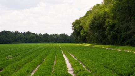 Undeveloped Land for sale in Thomas County, Georgia