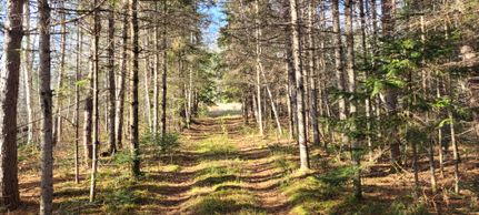 Land for sale in Aroostook County, Maine