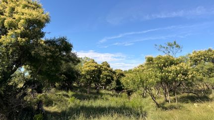 Land for sale in Tom Green County, Texas