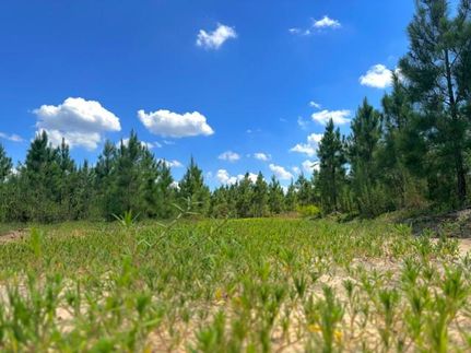 Land for sale in Jeff Davis County, Georgia