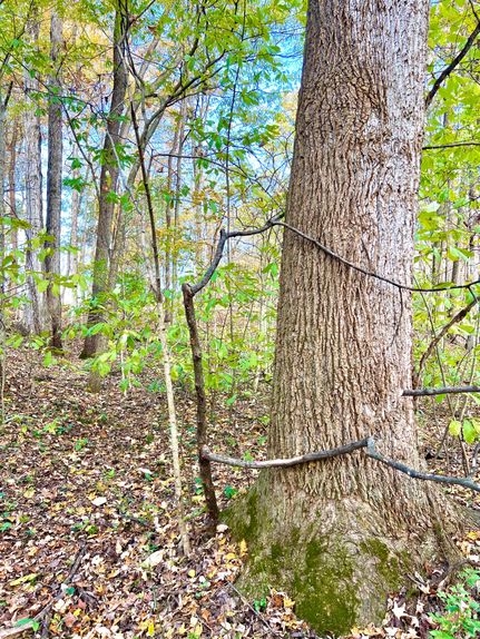 Timberland Property for sale in Clermont County, Ohio