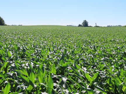 Land for sale in Ramsey County, North Dakota