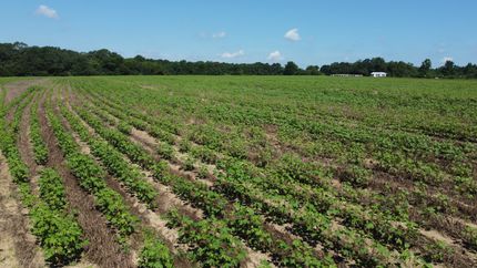 Land for sale in Geneva County, Alabama