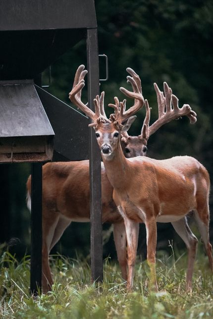 Recreational Property for sale in Cullman County, Alabama