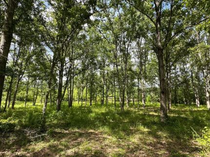 Land for sale in Bibb County, Alabama