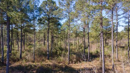 Land for sale in Telfair County, Georgia