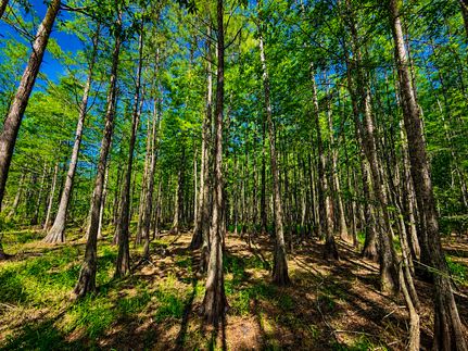 Timberland Property for sale in Miller County, Georgia