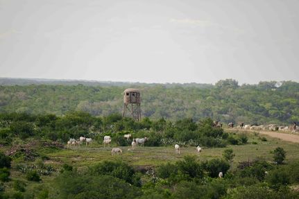 Timberland Property for sale in Real County, Texas