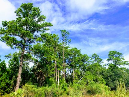 Land for sale in Wheeler County, Georgia