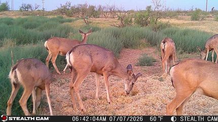 Land for sale in Andrews County, Texas